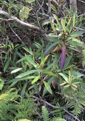 Brachyglottis kirkii