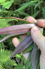 Brachyglottis kirkii