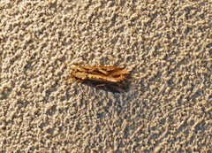 Spodoptera dolichos