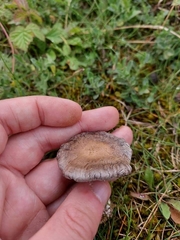 Clitocella popinalis