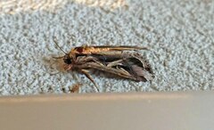 Spodoptera dolichos