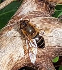 Eristalis similis