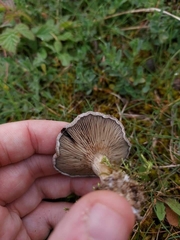 Clitocella popinalis