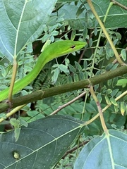 Ahaetulla mycterizans