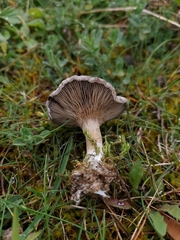 Clitocella popinalis