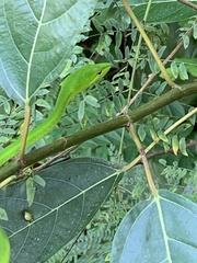 Ahaetulla mycterizans