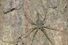 Hersilia striata