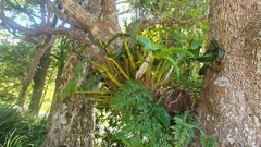 Dendrobium speciosum