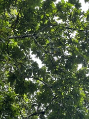 Cecropia peltata