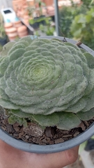 Aeonium tabuliforme