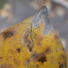 Stigmella salicis