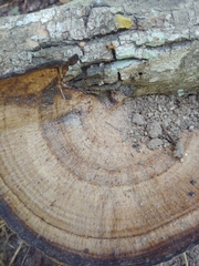 Hexagonia tenuis