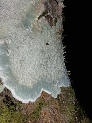 Cryptothecia striata