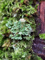 Cladonia pyxidata