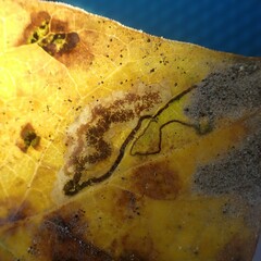 Stigmella salicis