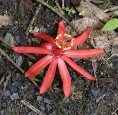 Passiflora vitifolia