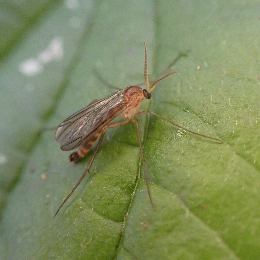 Symmerus coqulus