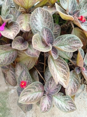 Episcia
