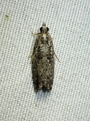 Epinotia