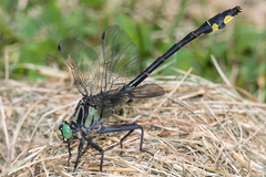 Gomphurus lineatifrons