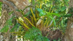 Dendrobium speciosum