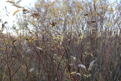 Salix petiolaris