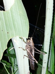 Eppia truncatipennis