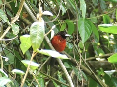 Ramphocelus dimidiatus