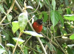 Ramphocelus dimidiatus
