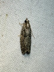 Epinotia