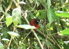 Ramphocelus dimidiatus