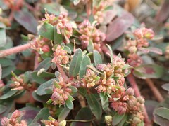 Euphorbia maculata