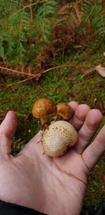 Pseudoboletus parasiticus