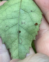 Stigmella hoheriae