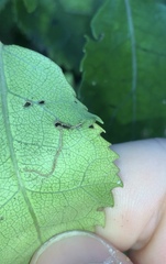 Stigmella hoheriae
