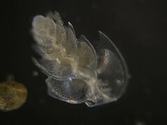 Bolivina alata