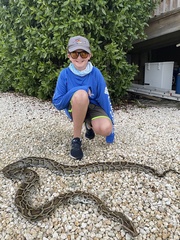 Python bivittatus