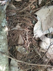 Dacrycarpus dacrydioides