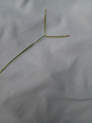 Potamogeton zosteriformis