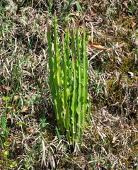 Baccharis trimera