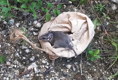 Ototylomys phyllotis