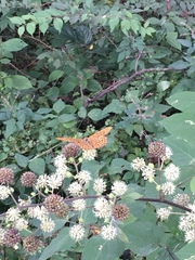 Argynnis paphia