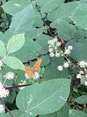 Argynnis paphia