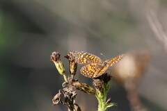 Texola elada