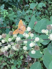 Argynnis paphia