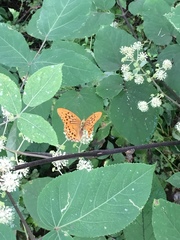 Argynnis paphia