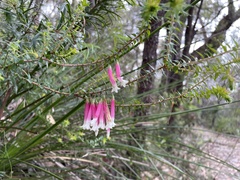 Epacris longiflora