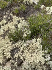 Pulchrocladia retipora
