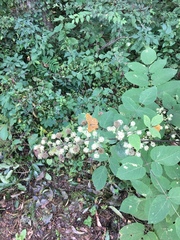 Argynnis paphia