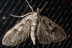 Eufidonia discospilata